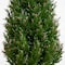 5ft. Potted UV Resistant Rosemary Cone Topiary Tree